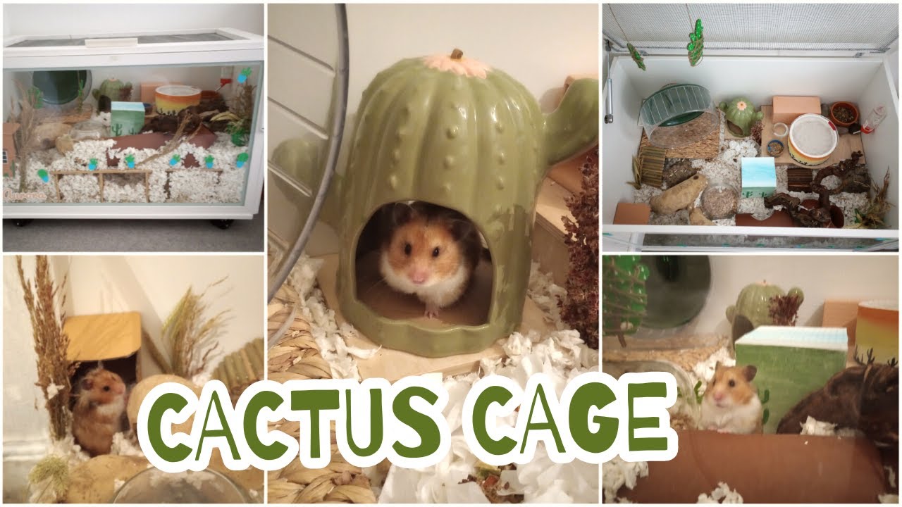 Cactus/Natural Themed Hamster Cage - YouTube