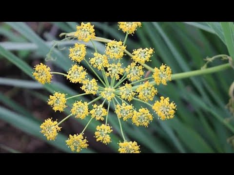 ¿Qué es una INFLORESCENCIA?