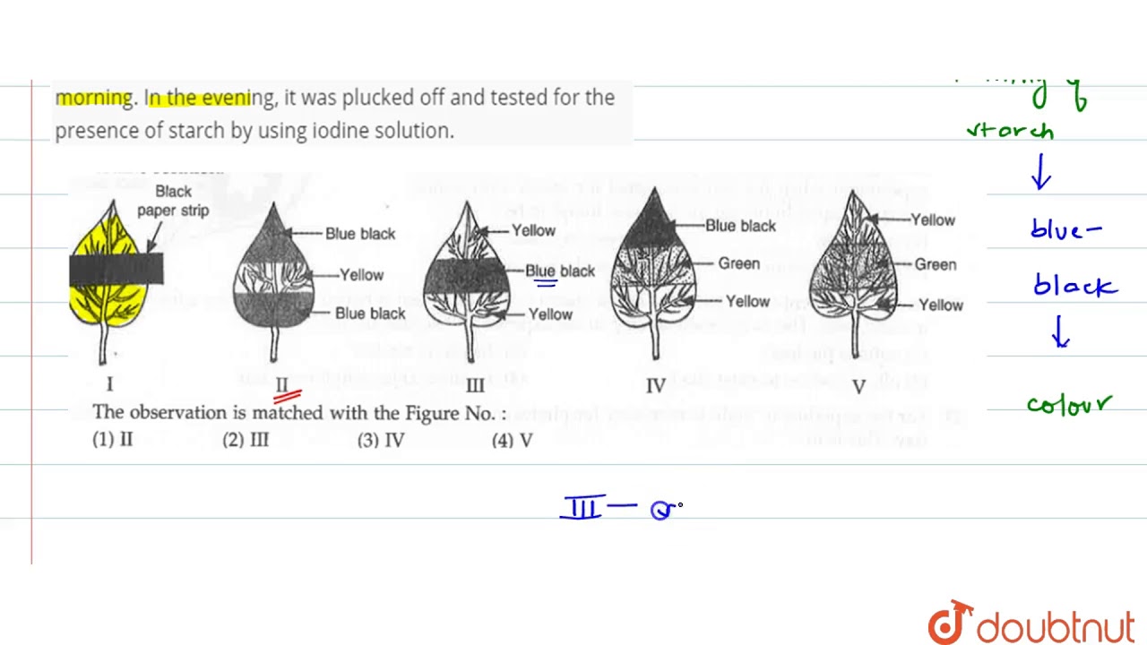 A Leaf Of Destarched Healthy Potted Plant Was Covered Black Paper Strip As Shown I A Leaf Of Destarched Healthy Potted Plant Was Covered Black Paper Strip As Shown I