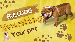 English bulldogs unknown things pet animal by Pet Animal 173 views 11 months ago 2 minutes, 58 seconds