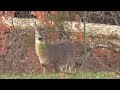 Missouri Doe Season Day 2