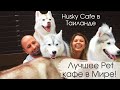 Хаски кафе в Бангкоке. 🐩  Лучшее антистресс - Кафе с собаками | @True Love Cafe Neverland