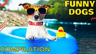 Funny dogs compilation, try not to laugh  Dogs barking and howling  Cute puppies doing funny