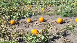 Heap's Giant Pumpkin Farm Minooka 10 10 2015  Walking the Pumpkin Patch 2