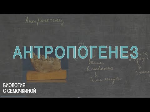 Video: Co Je Antropogeneze V Moderní Biologii