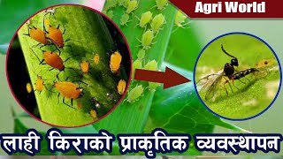 लाहि किराको प्राकृतिक व्यवस्थापन बिधी | Biological Control of Aphid