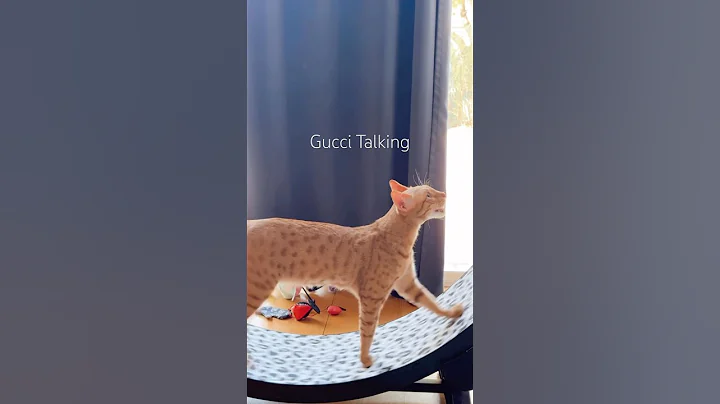 Watch the video about Savannah cat Gucci talking smack because his food is defrosting 🫢🤣