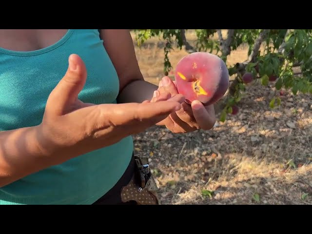 5-El verano-NOELIA-Variedades melocotón-LOS FRUTOS DEL TIEMPO