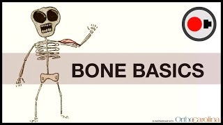 Bone Basics: How They Heal + How to Keep them Healthy