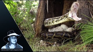 Python Provoked By Flies 02 Footage