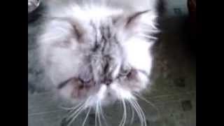 Смешные коты и смешные кошки! Зачем разбудила?? Смешные коты и смешные кошки! Зачем разбудила??