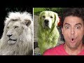 7 ANIMAIS de CORES ÚNICAS que EXISTEM DE VERDADE! [+10]