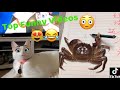 The Best Funny Animal Compilation