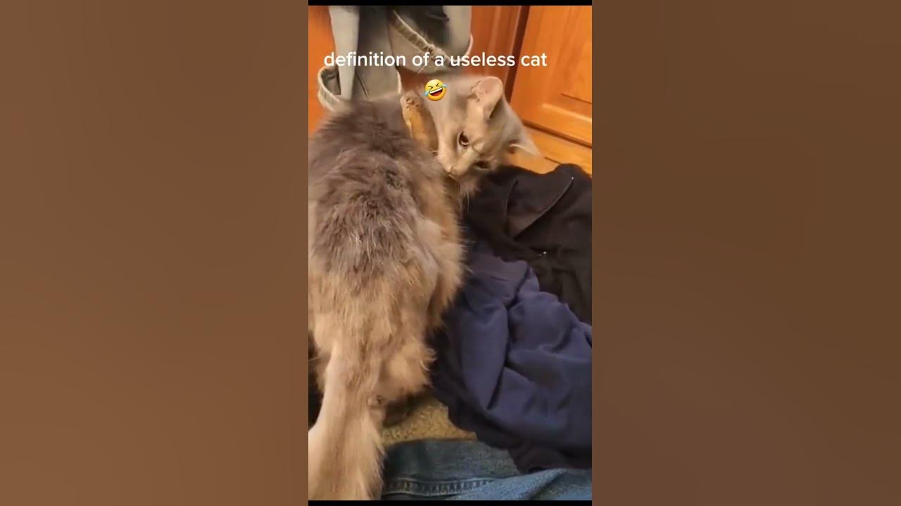 Definition of useless cat😂 YouTube