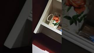 Roses are red.🌹