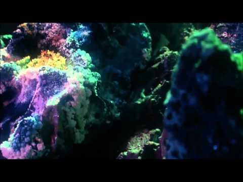 Anro - Tranquilo