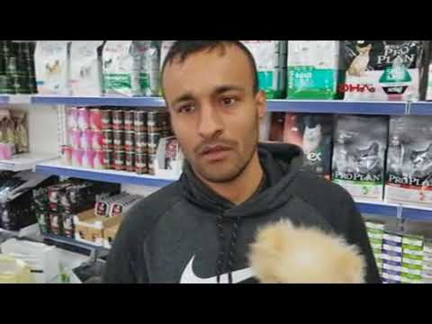 Video: Spitz Köpek Yavrusu Nasıl Seçilir