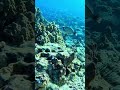 Underwater Video at Molokini Crater