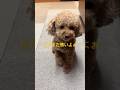 まだまだ男のひとが怖い繁殖引退犬です　#保護犬 #poodle #トイプードル #dog