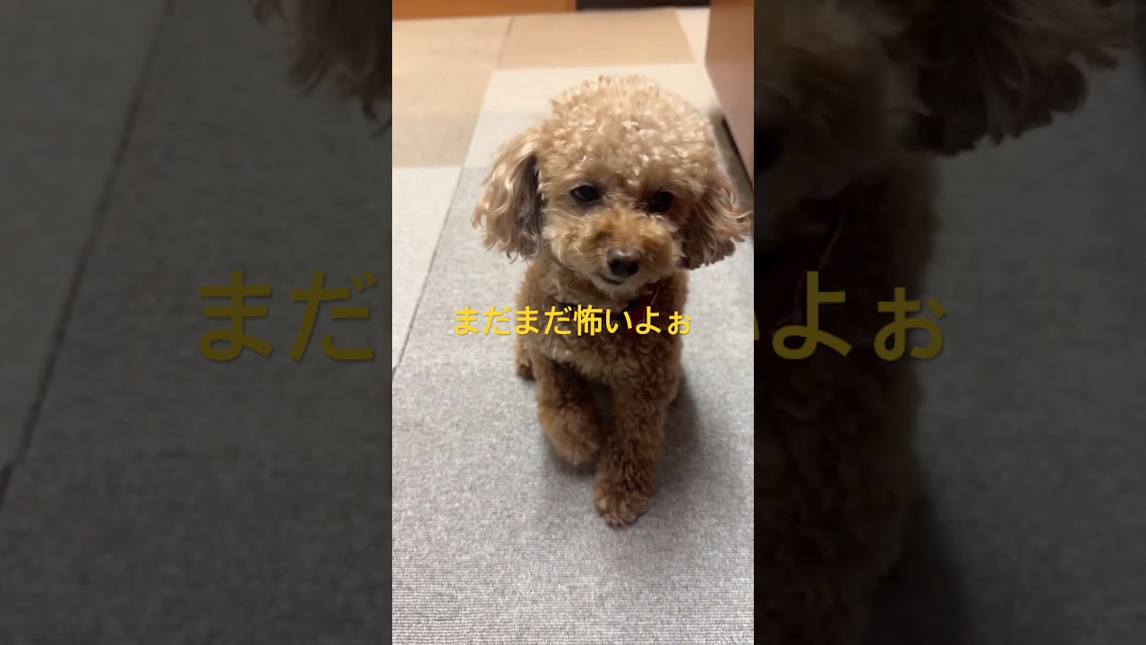 まだまだ男のひとが怖い繁殖引退犬です　#保護犬 #poodle #トイプードル #dog