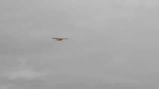 A Low Pass - Storch Much Tamed Part- 2