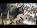 Hiking With My Husky In The Mountains Snow Cold 