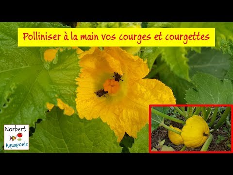 Vidéo: Les citrouilles s'autopollinisent - En savoir plus sur la pollinisation des plantes de citrouille