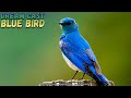 Dream Cast - Blue Bird (Original Mix)