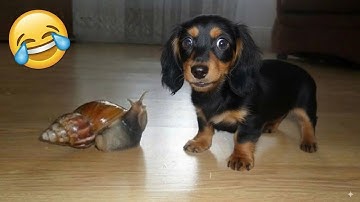 I dare you not to LAUGH at these FUNNY DOGS 😁🦮 - Best Funny Animals Videos 2025 #87