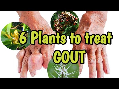 Video: What Plants Can Be Used To Treat Hepatitis, Diabetes, Gout