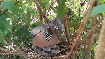 #EP5. Spotted Dove birds Feed the baby in the nest well [ Review Bird Nest ]