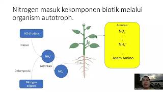 Siklus nitrogen 1