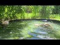 🦆 Ducks Relaxing in the Pool ASMR | Gentle Water Sounds, Happy Ducks &amp; Backyard Ambience