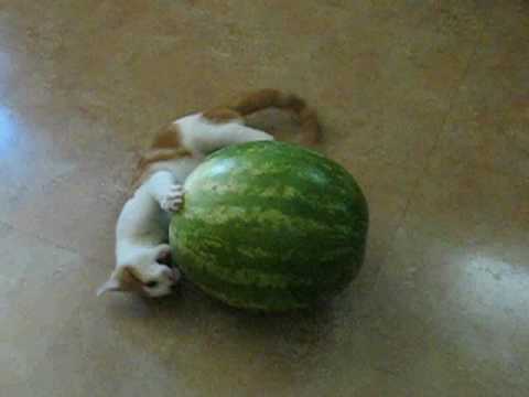 Kitten vs. Watermelon