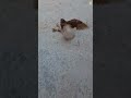 مشاء الله الحمام الشقلباظ 