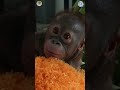 Gito the Orangutan Needs Your Help!