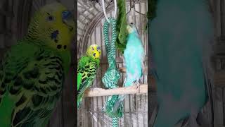 Cute Parakeets Singing, Talking, Kissing, and Eating Veggies, #shorts Cute Budgies Chirping.