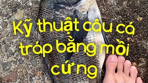 Cách câu cá tráp biển, cá hanh bằng mồi cứng( cua, vẹm, hàu, hà... ) フジツボでチヌ釣り方