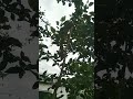 Billi kaise bolati h