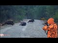 Huğlu ovis ile yaban domuzu avı /Wildboar hunting #okaysahin #hugluovis #wildboarhunt