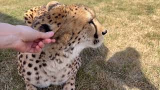 One morning with the wonderful Gerda. When you have a tame cheetah