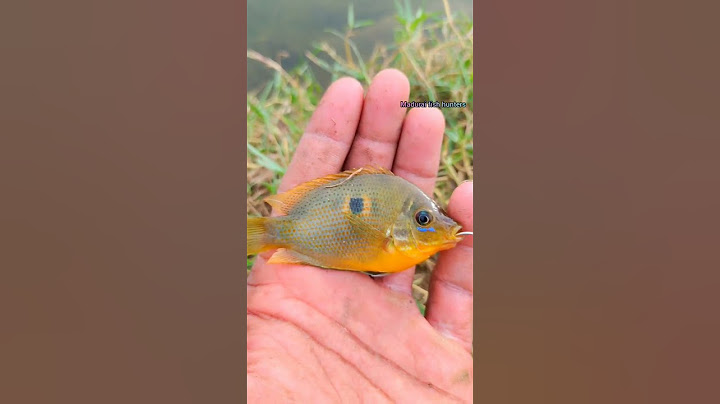வைகை ஆற்றில் வண்ண மீனின் அழகு 🎣