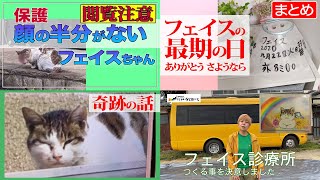 【まとめ】奇跡の保護猫フェイスちゃん一本化