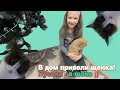 КУПИЛИ ЩЕНКА🐶 ПЕРВЫЙ ДЕНЬ КОТ - ШИПИТ! Знакомство прошло НЕ ОЧЕНЬ.