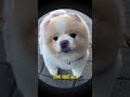 Can we be best friends? #dog #dogs #dogshorts #doglife #puppies #cutedog #puppy #pets #shorts #short