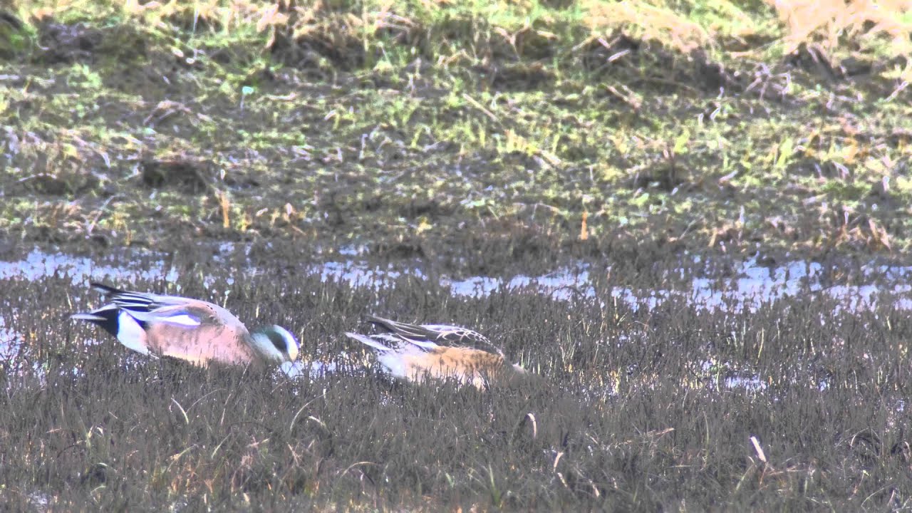 American Wigeon, Burra, Shetland 
