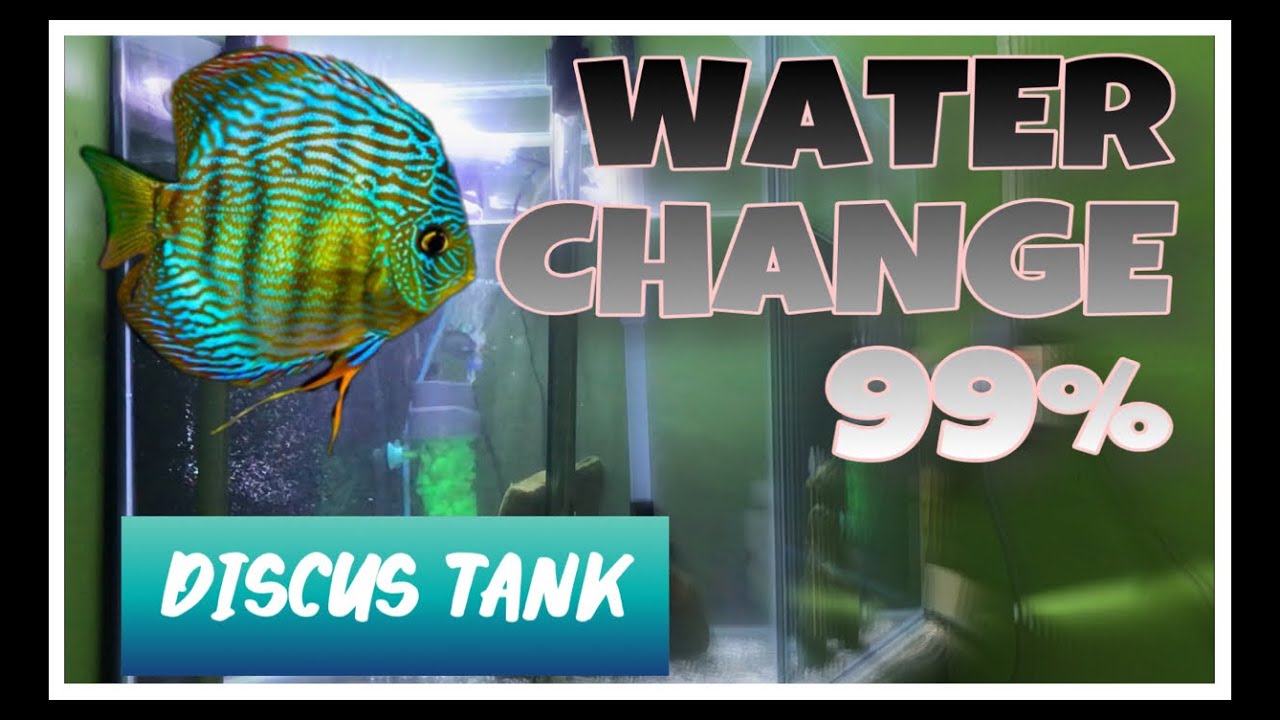 Water Change on my Discus Tank Menukar Air di Discus Tank YouTube