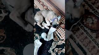 Puppy atim taking a nap after a long day of playing