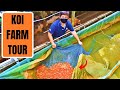 KOI BREEDING FARM TOUR | MARUGEN KOI FARM