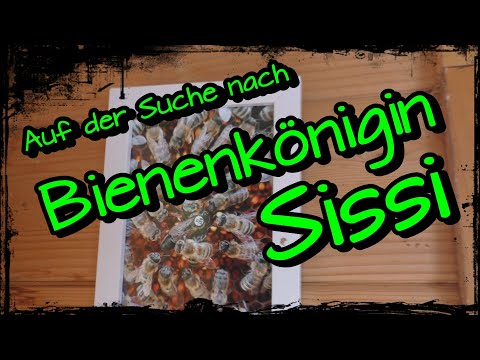 In search of Queen Bee Sissi #sissi #togethernotalone #schnitzelkommando #bee